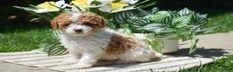 Miniature Poodle dogs for sale: Paisley - Ad 3
