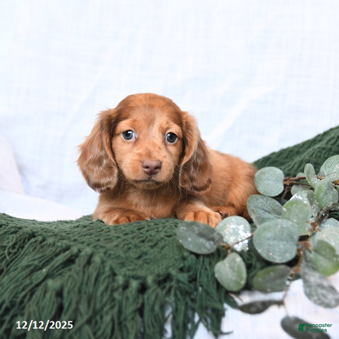Miniature Dachshund dogs for sale: Tucker - Ad 4