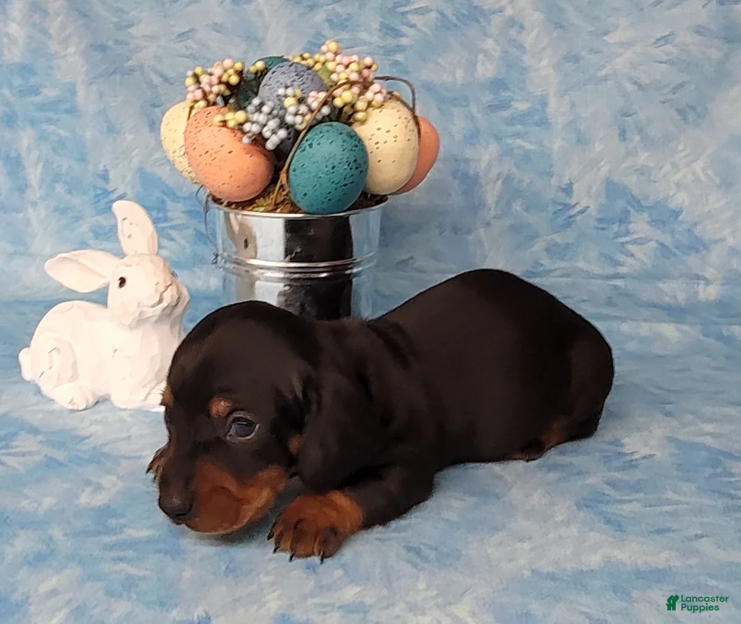 Miniature Dachshund dogs for sale: Simon AKC - Ad 6