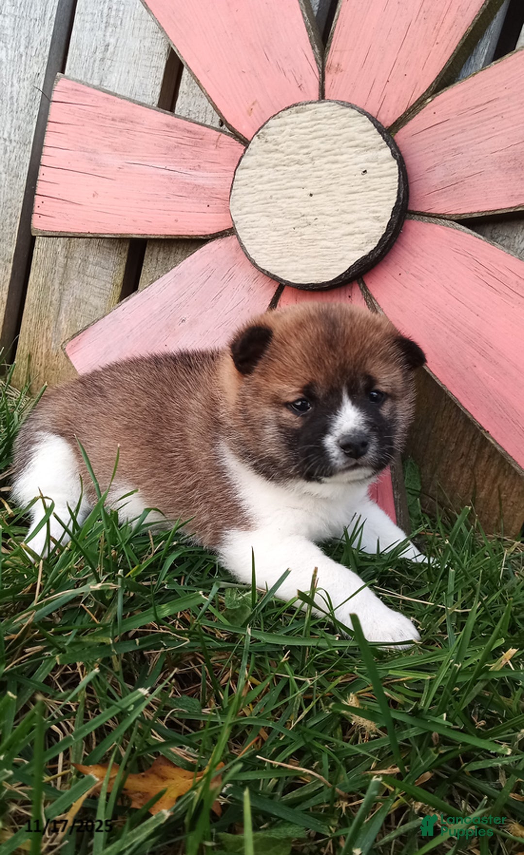 Shiba Inu dogs for sale: Rosie - Ad 1