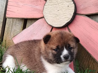 Shiba Inu dogs Rosie - Ad 41