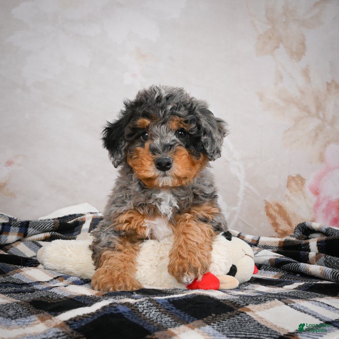 Bernedoodle dogs for sale: Murphy - Ad 11