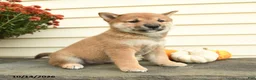 Shiba Inu dogs for sale: Count Barkington - Ad 1