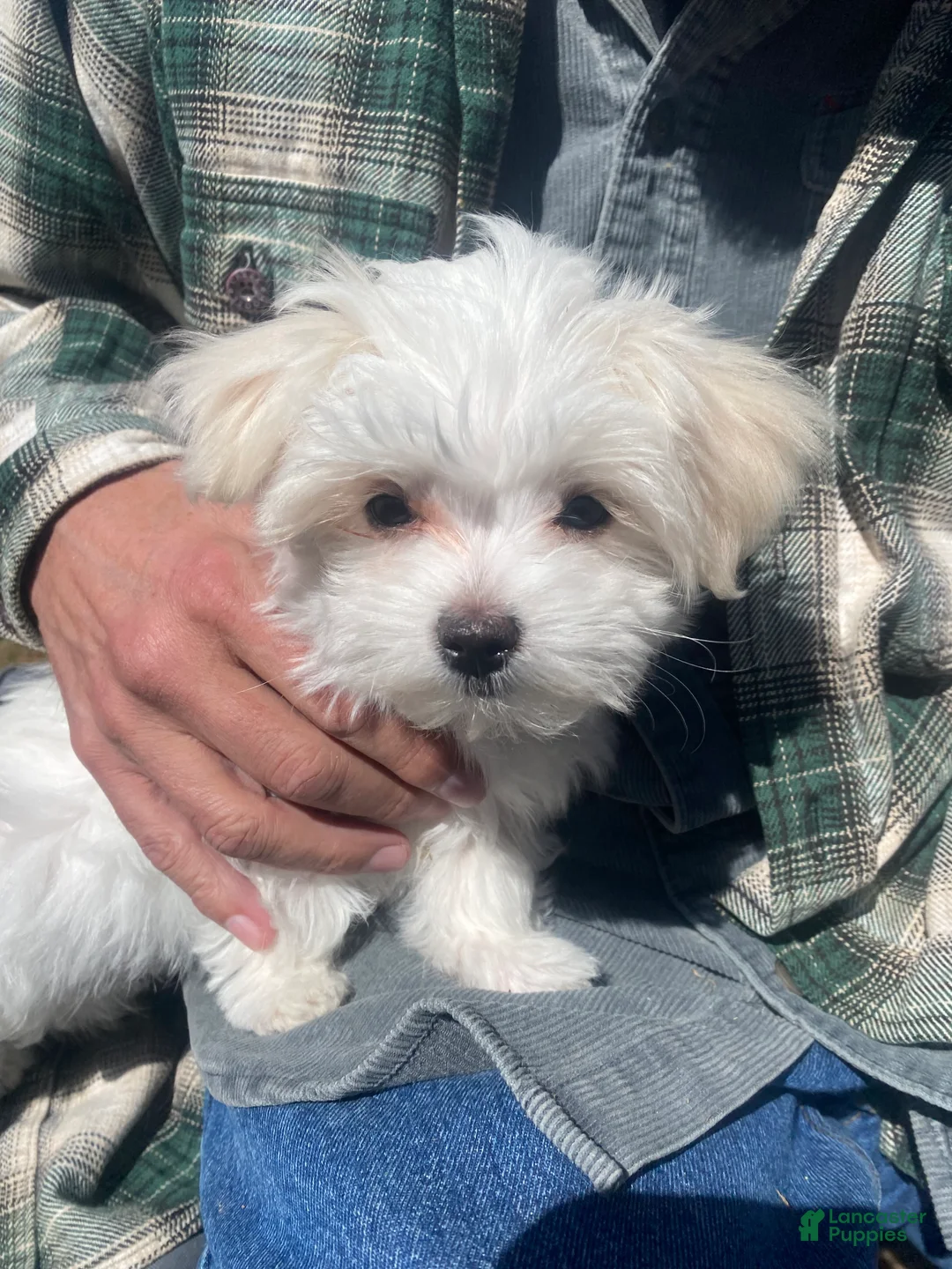 Maltese dogs for sale: Maltese Puppy 3 - Ad 2