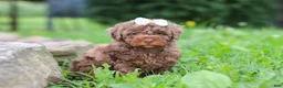 Miniature Poodle dogs for sale: Cookie - Ad 5