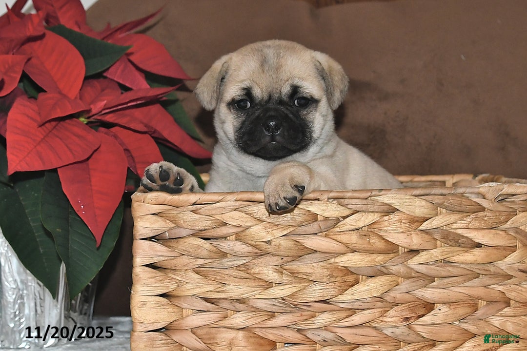 Mixed Breed dogs for sale: Beauty - Ad 9