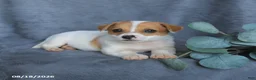 Mixed Breed dogs for sale: Riley - Ad 4