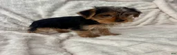 Yorkshire Terrier dogs for sale: Billy - Ad 2