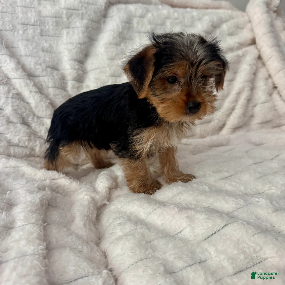 Yorkshire Terrier dogs for sale: Billy - Ad 2