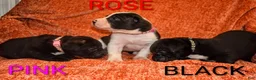 Presa Canario dogs for sale: Mr Neon  - Ad 120