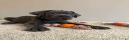 Cane Corso dogs for sale: Thor  - Ad 9