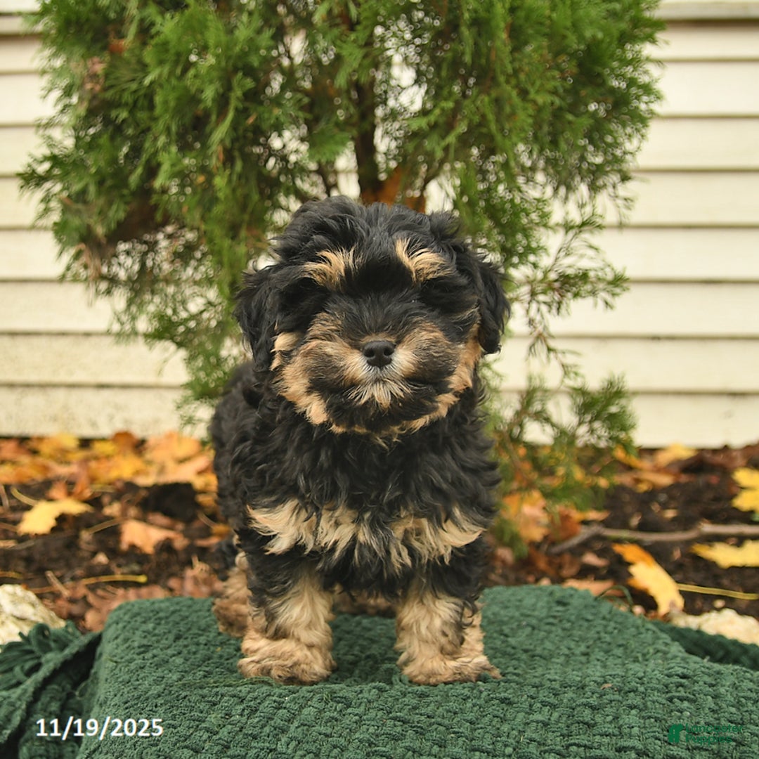 Mixed Breed dogs for sale: Ceder  - Ad 2