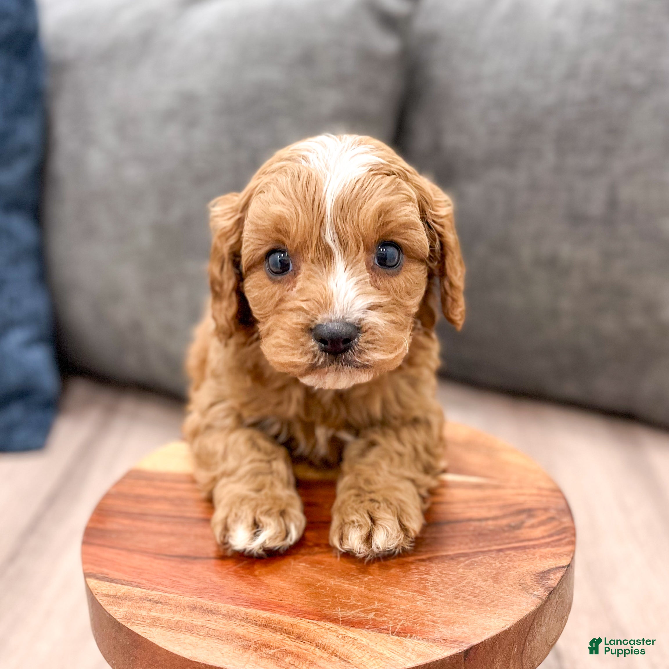 Cavapoo dogs Buddy - Ad 2