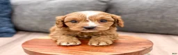 Cavapoo dogs for sale: Buddy - Ad 2
