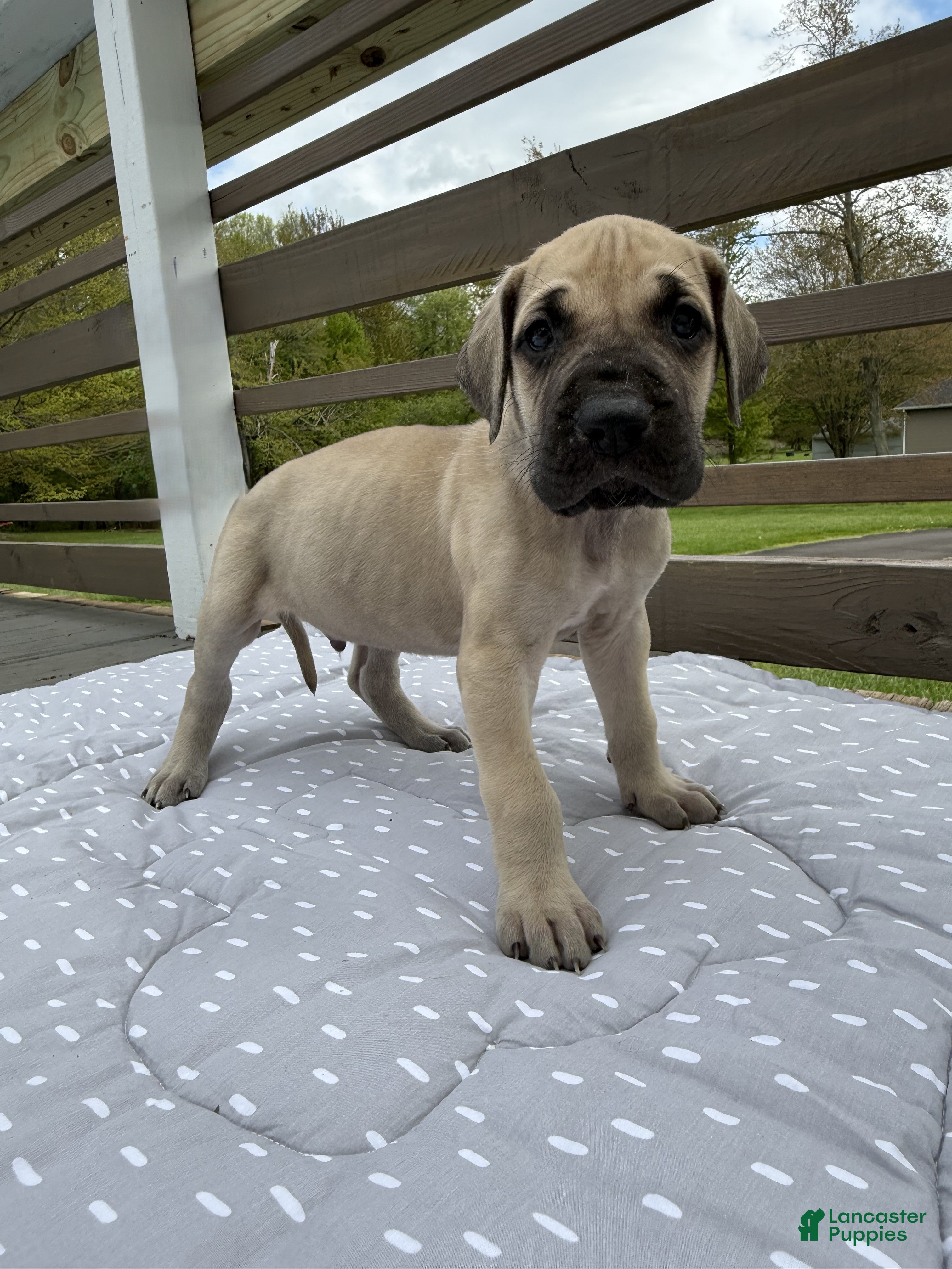 Great Dane dogs Manicotti (Blue) - Ad 22