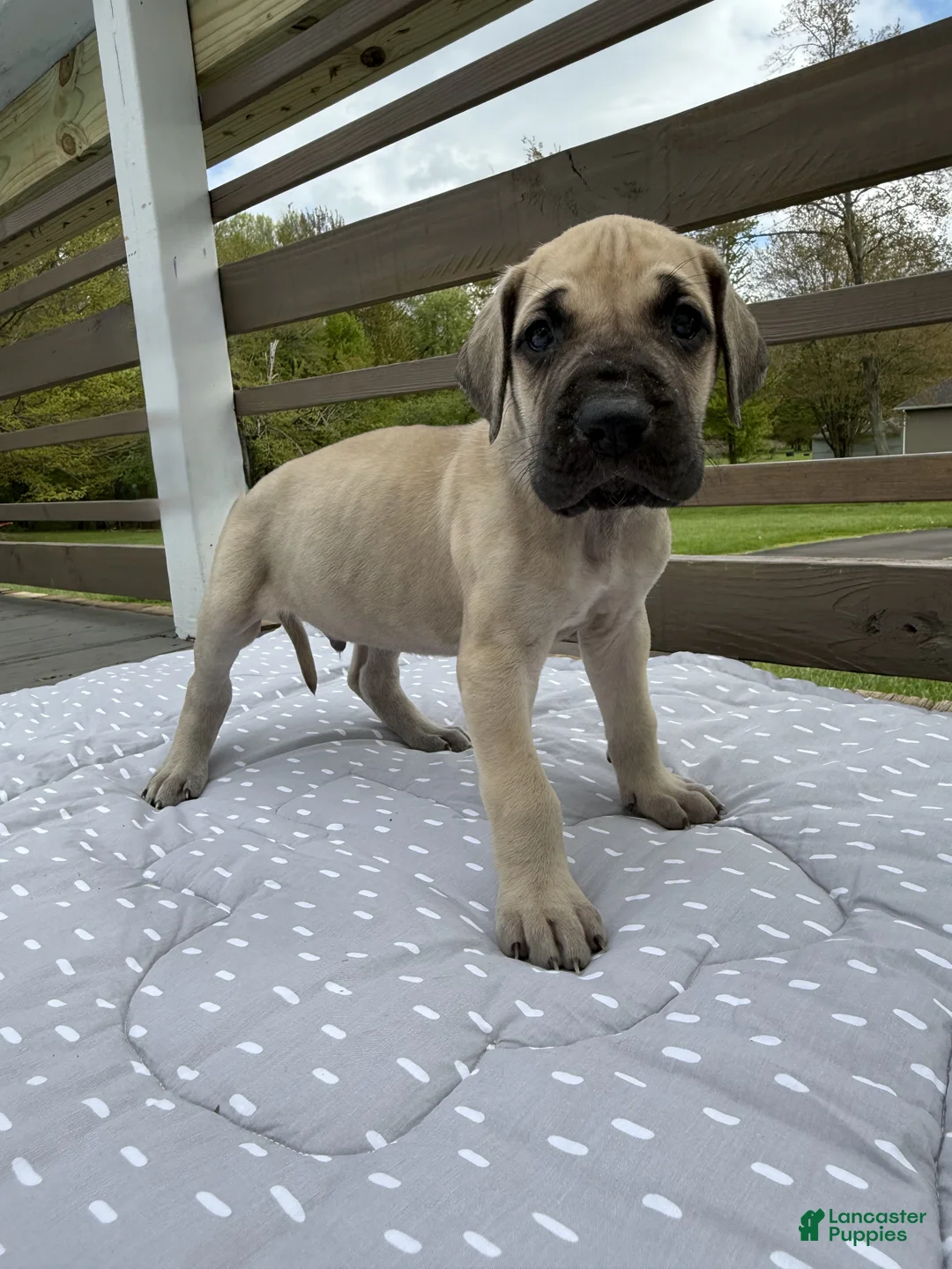 Great Dane dogs for sale: Manicotti (Blue) - Ad 1
