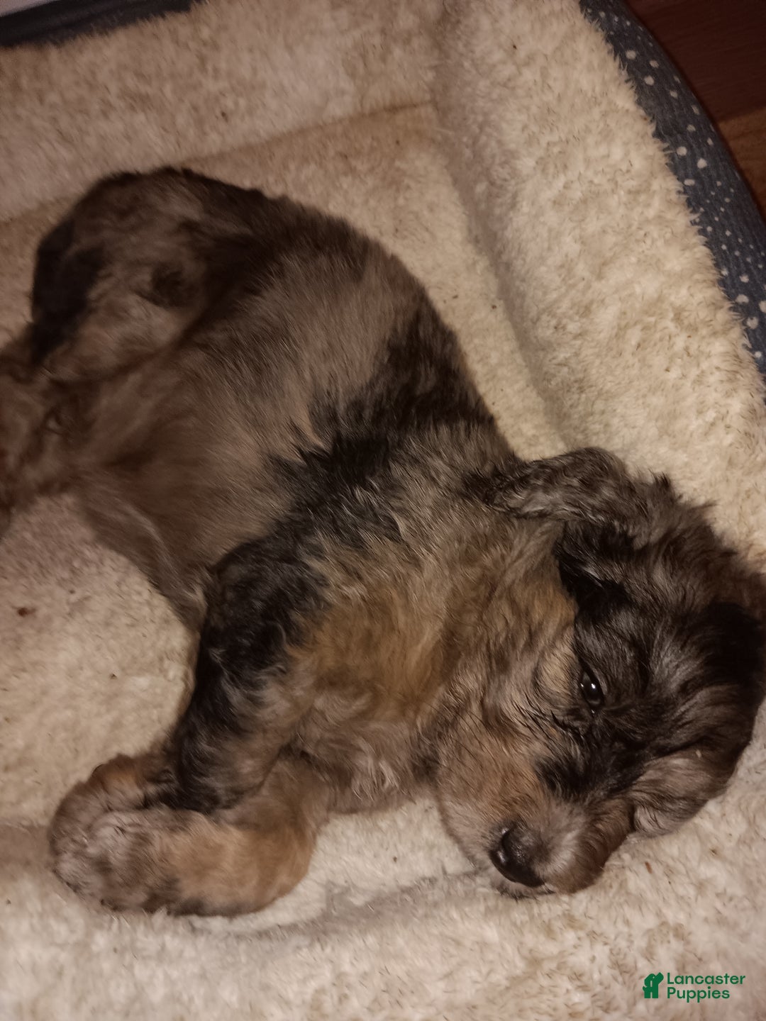 Labradoodle dogs for sale: Creamy mae - Ad 28
