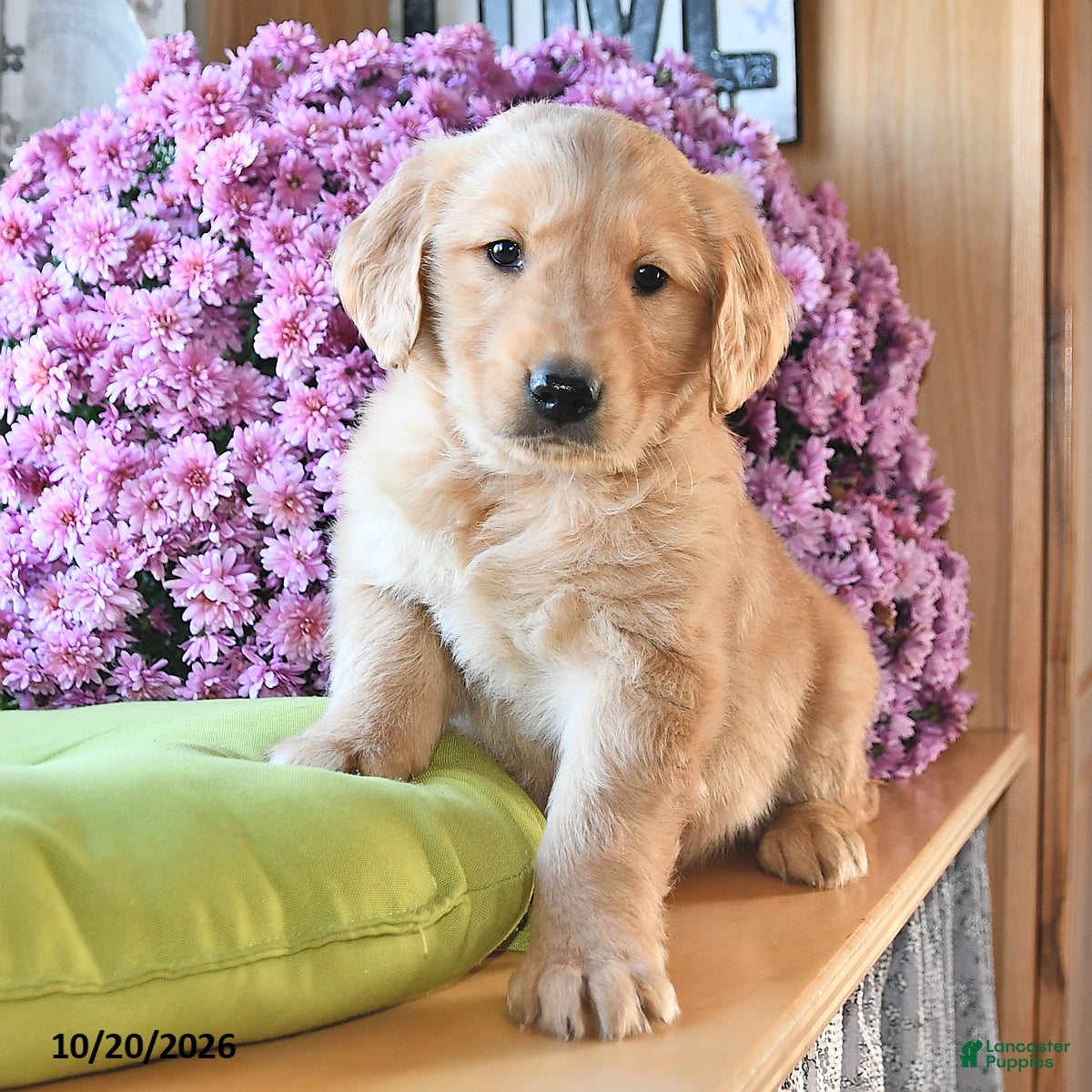 Golden Retriever dogs for sale: Rover - Ad 2