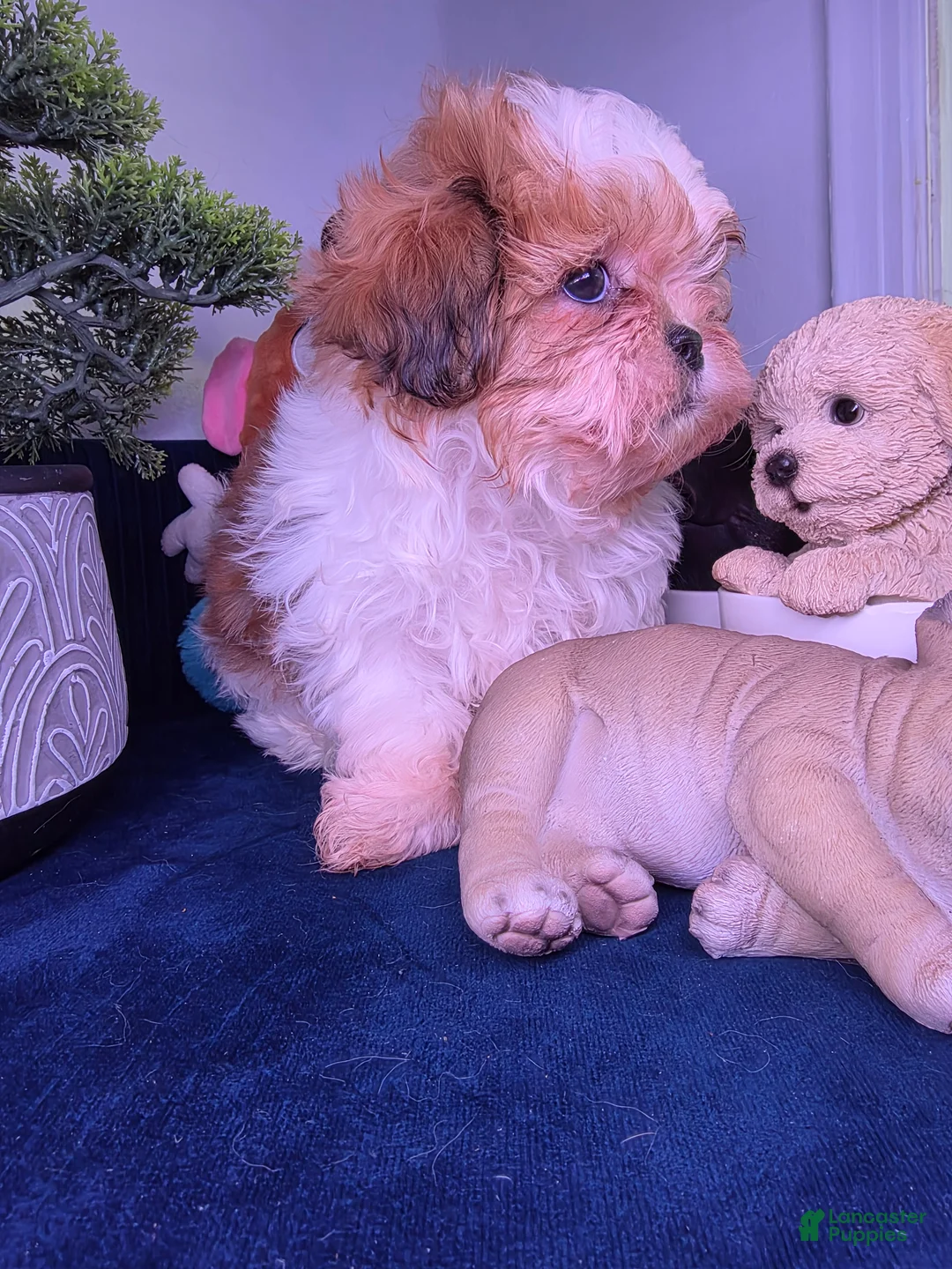 Shih Tzu dogs for sale: Shih Tzu leon - Ad 6