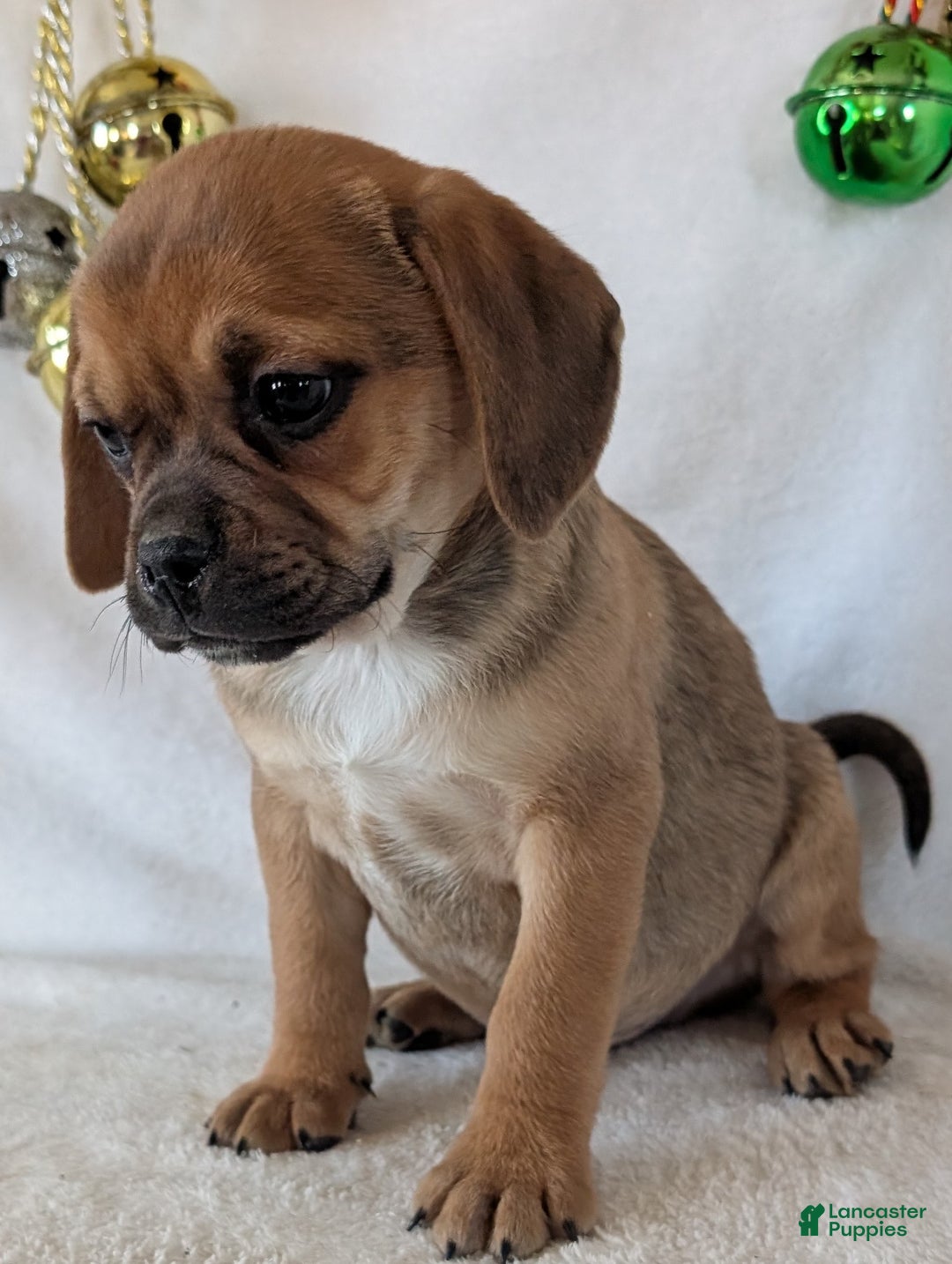 Puggle dogs for sale: Chance  - Ad 3