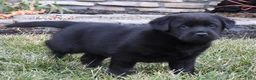 Labrador Retriever dogs for sale: Labrador Retriever Puppy 3 - Ad 5