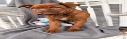 Mixed Breed dogs for sale: Rover - Ad 2
