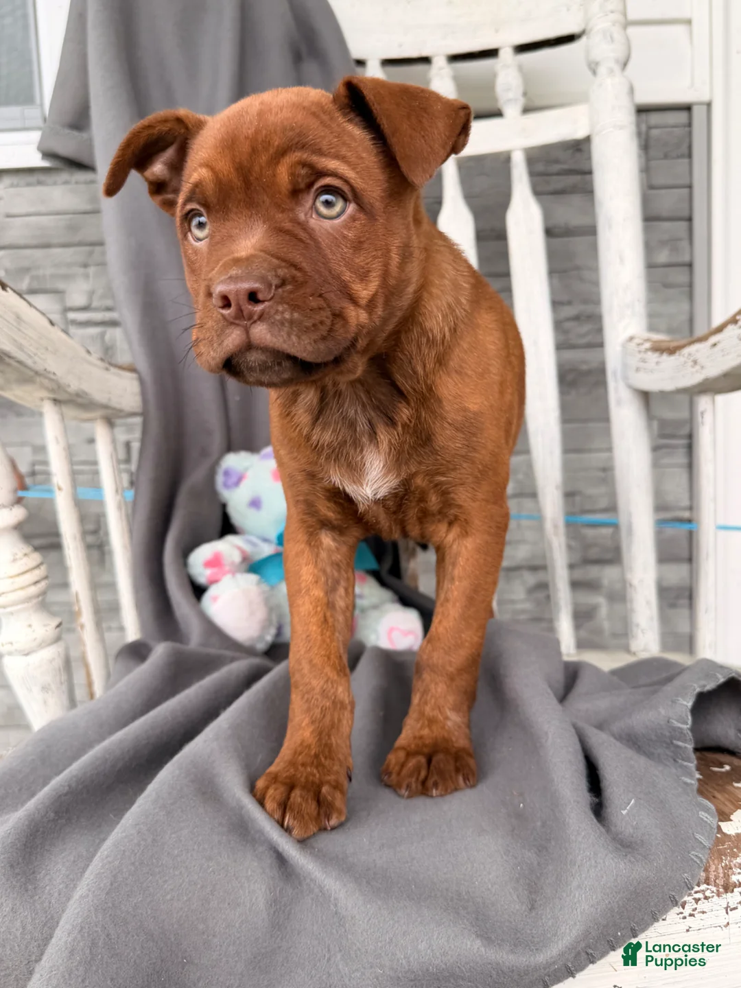 Mixed Breed dogs for sale: Rover - Ad 2