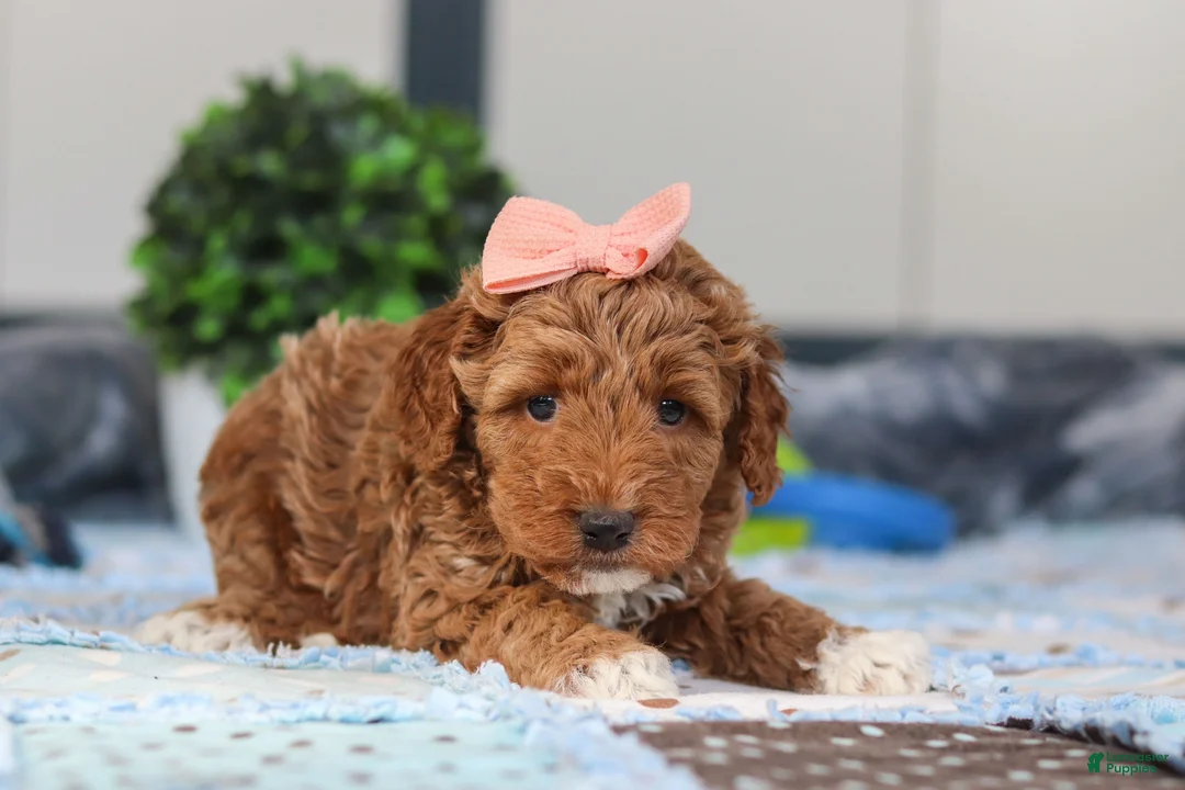 Mini Goldendoodle dogs for sale: Nellie - Ad 3