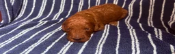 Goldendoodle dogs for sale: 💛 Mr. Yellow - Ad 2