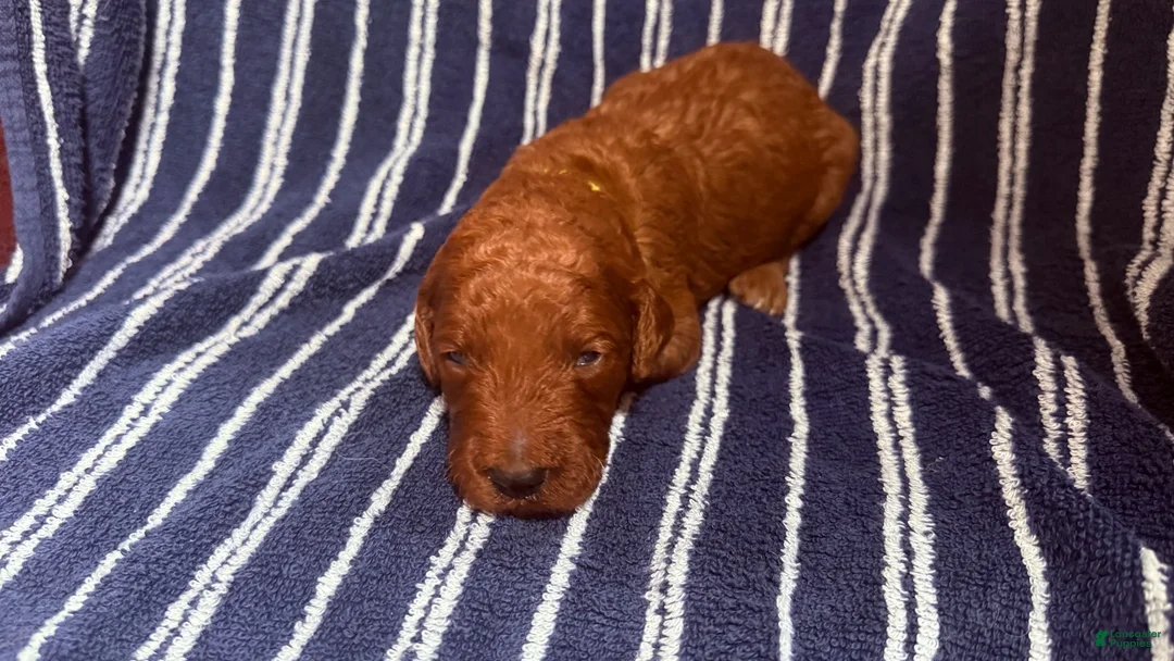 Goldendoodle dogs for sale: 💛 Mr. Yellow - Ad 2