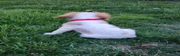 Cavalier King Charles Spaniel dogs for sale: MilkyWay - Ad 4