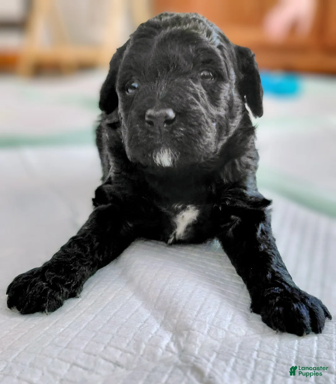 Mini Goldendoodle dogs for sale: Mini-Goldendoodle  - Ad 1