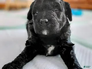 Mini Goldendoodle dogs Mini-Goldendoodle - Ad 11