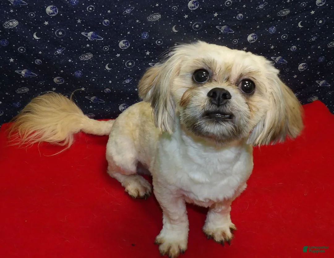 Teddy Bear dogs for sale: Theo - Ad 4