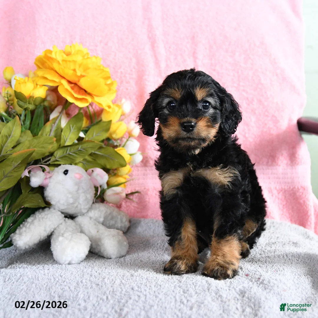 Mixed Breed dogs for sale: Ellie - Ad 2