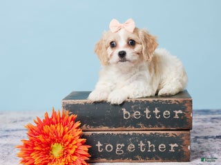 Cavachon dogs - Ad 14