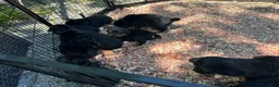 Rottweiler dogs for sale: Rottweiler Puppy 1 - Ad 5