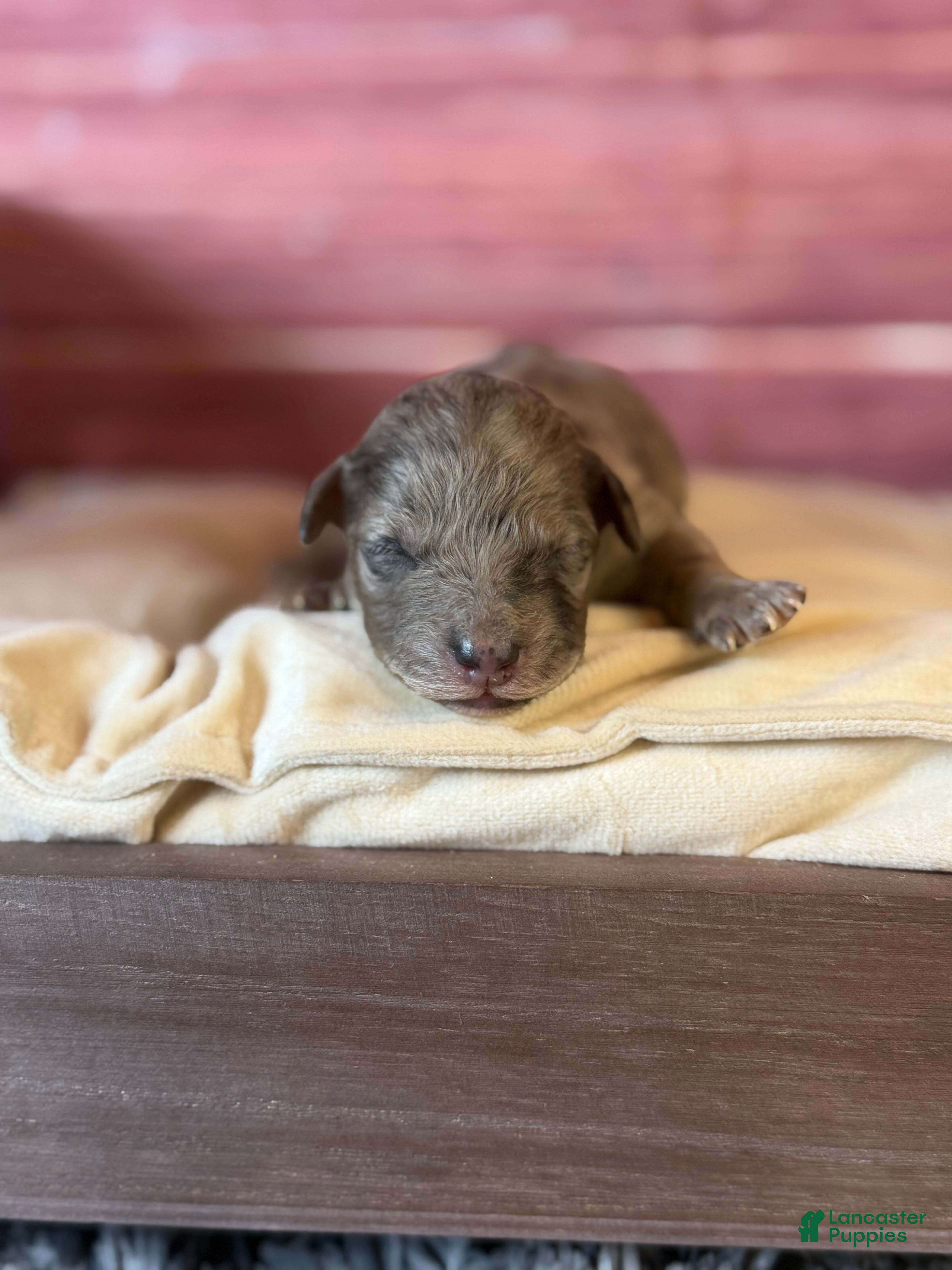 Toy Poodle dogs Blair  - Ad 1