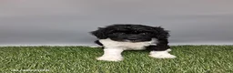 Cockapoo dogs for sale: Candy - Ad 3