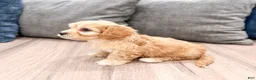 Cavachon dogs for sale: Joey - Ad 4
