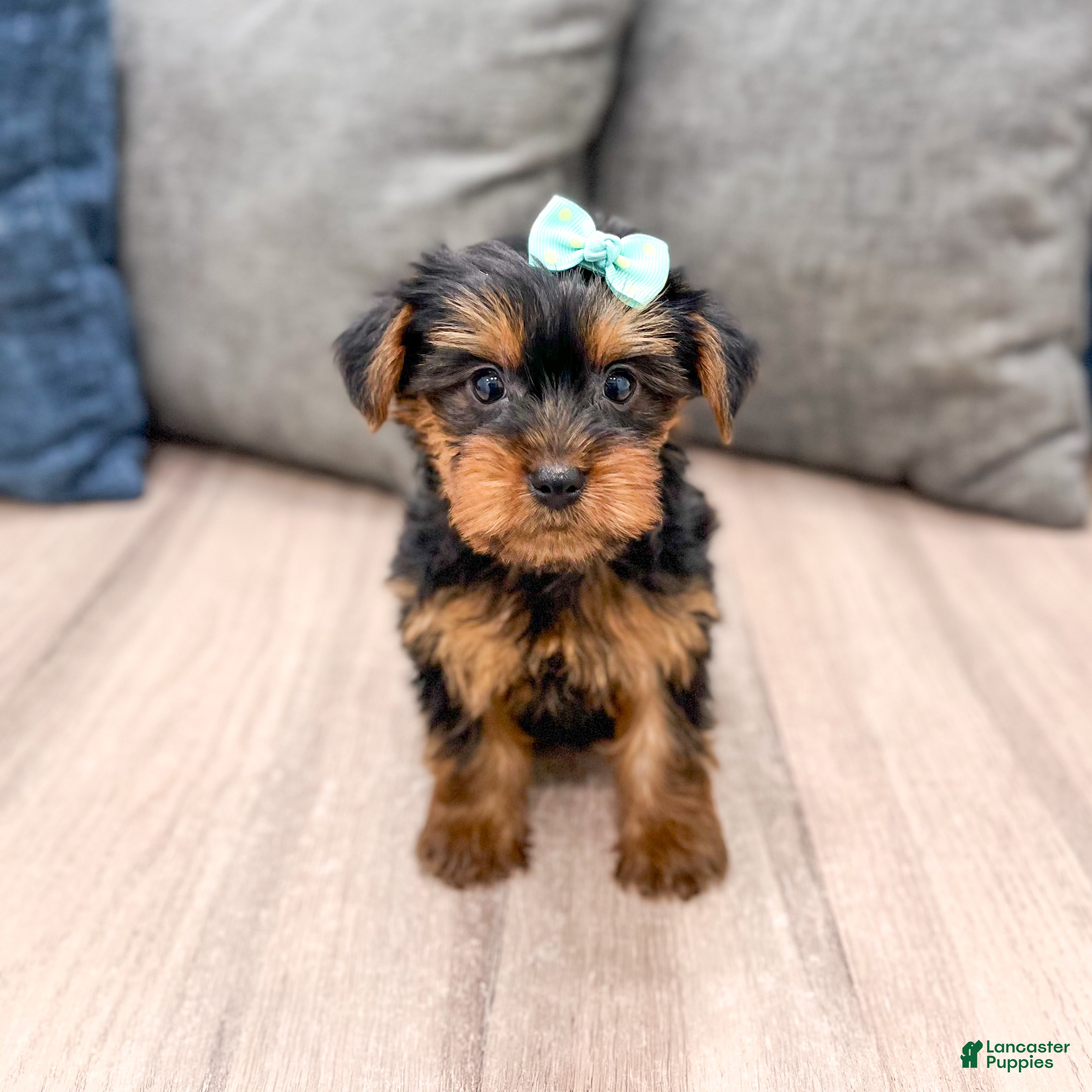 Yorkshire Terrier dogs Maggie - Ad 1
