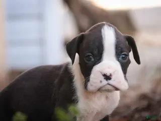 Boxer dogs for sale: Tate - Ad 4