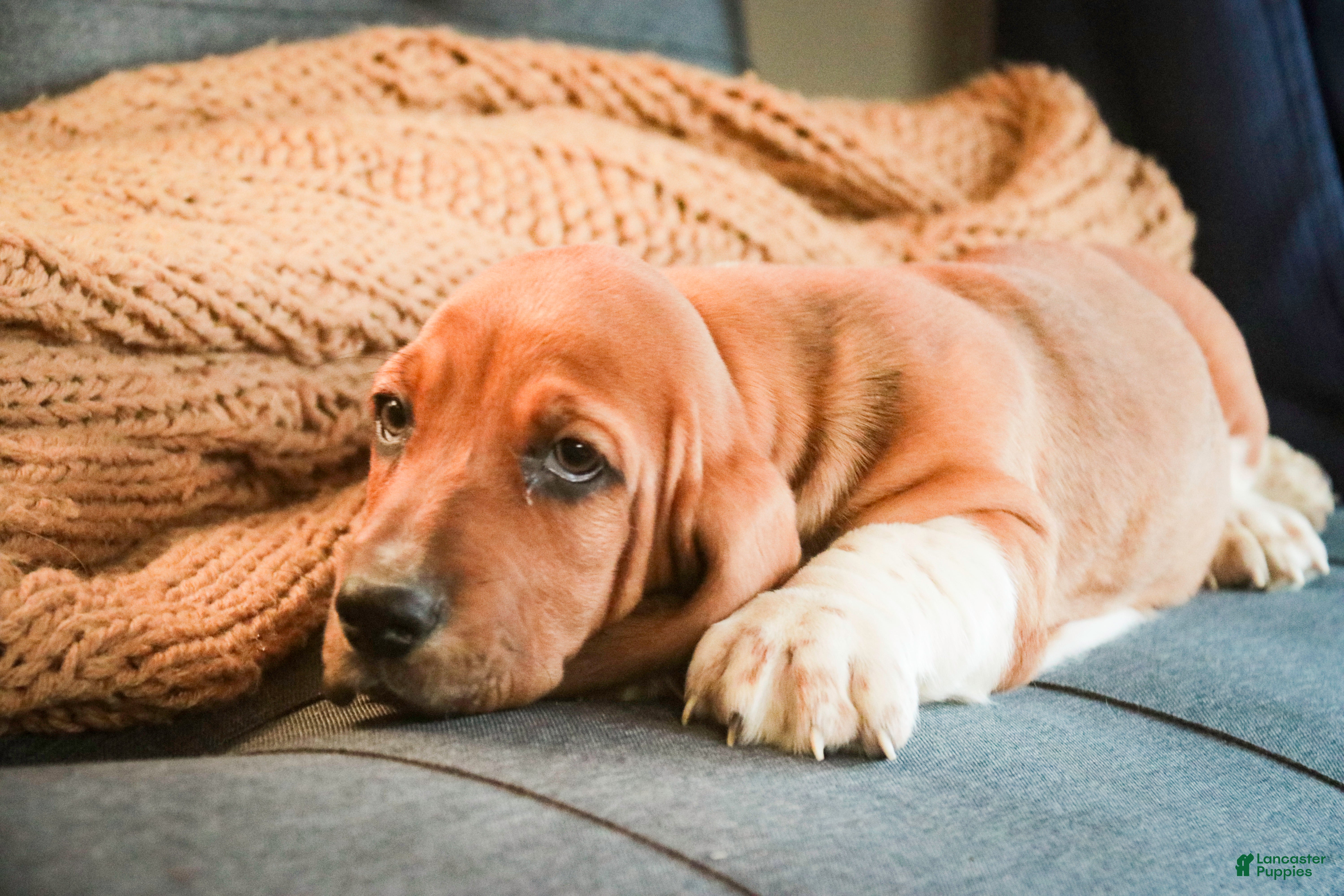 Basset Hound dogs Armando - Ad 1