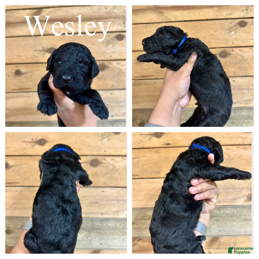 Goldendoodle dogs for sale: Wesley- Standard F1B - Ad 1