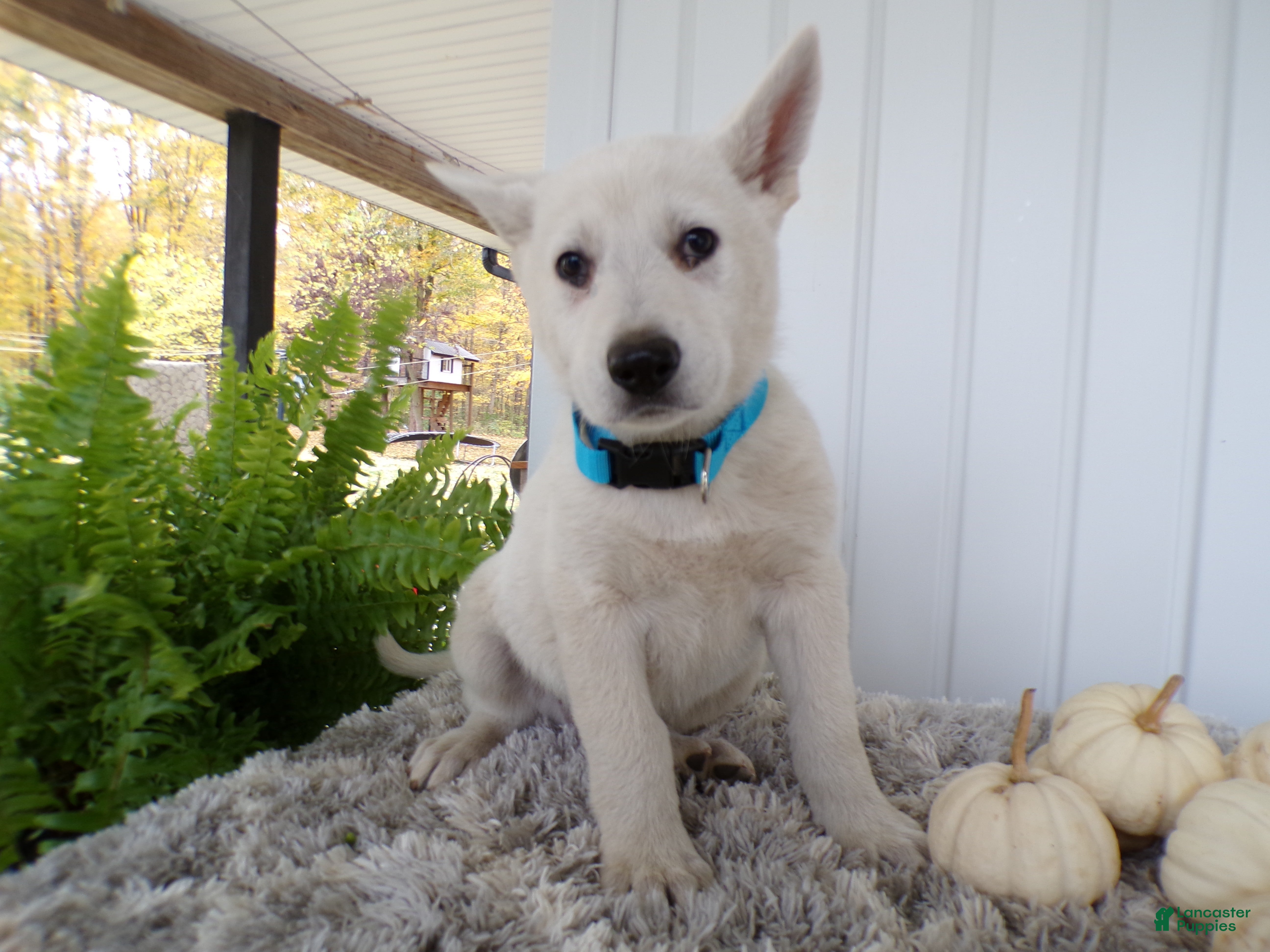 German Shepherd dogs German Shepherd Puppy 2 Belinda - Ad 6