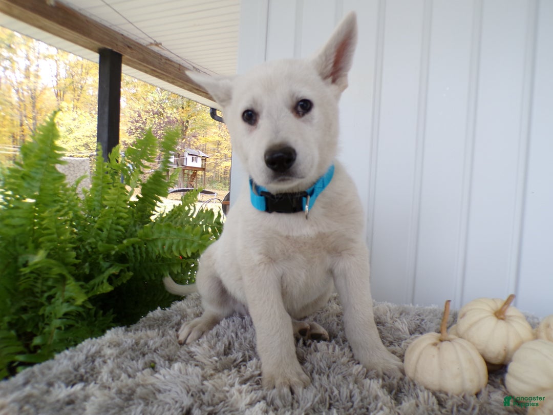 German Shepherd dogs for sale: German Shepherd Puppy 2 Belinda - Ad 1