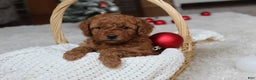 Cavapoochon dogs for sale: Millie - Ad 3