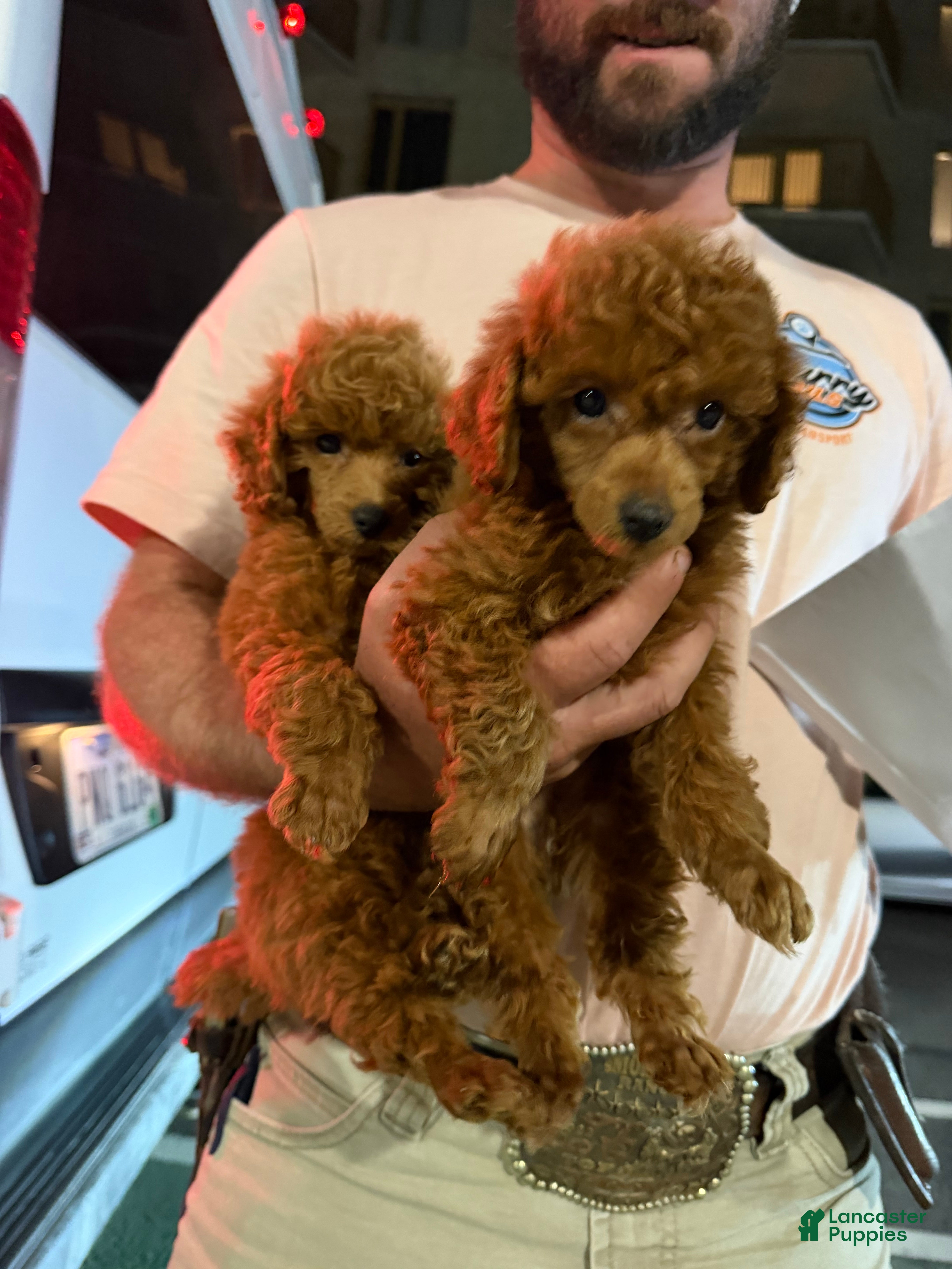Toy Poodle dogs Toy Poodle 1 - Ad 23