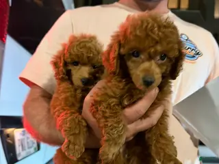 Toy Poodle dogs Toy Poodle 1 - Ad 26