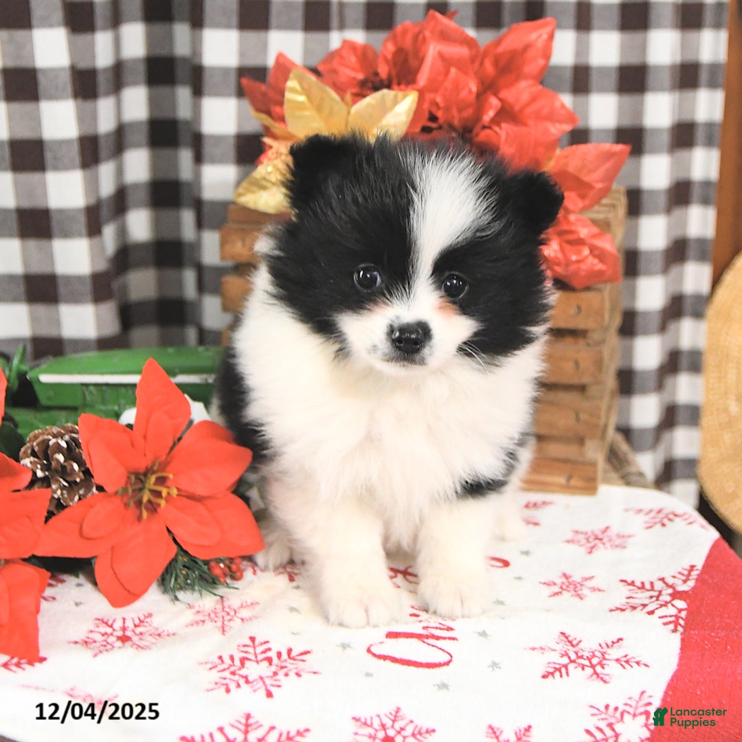 Pomeranian dogs for sale: Joy - Ad 3